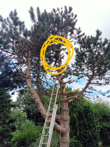 Photo de galerie - Coupe d'un sapin 4 bras