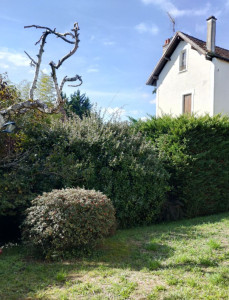 Photo de galerie - Taille de haies et d'arbustes