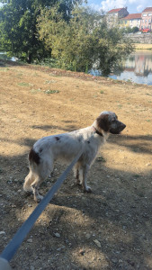 Photo de galerie - Marius adorable chien qu'on a eu le plaisir de garder .