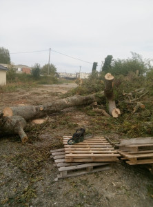 Photo de galerie - Abattage d'un Fresnes de 30 m