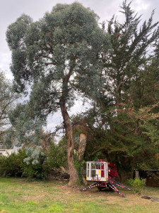 Photo de galerie - Elagage et coupe d'arbres