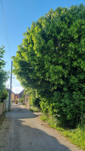 Photo de galerie - Elagage et coupe d'arbres