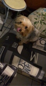 Photo de galerie - Garde chien