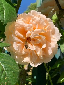 Photo de galerie - Macro photo 