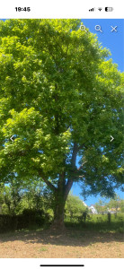 Photo de galerie - Arbre, avant une grosse taille