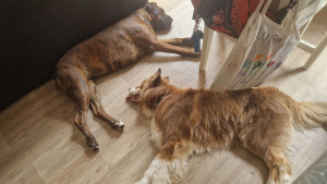 Photo de galerie - Garde chien