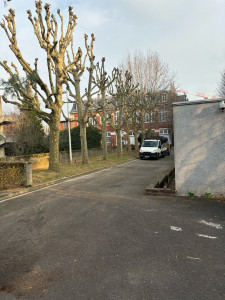 Photo de galerie - Taille en en tête de chat sur platane 