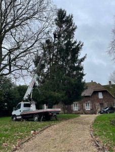 Photo de galerie - Taillage, élagage abattage