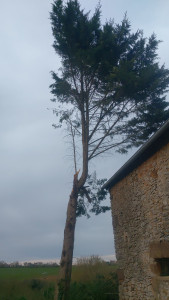 Photo de galerie - Elagage et coupe d'arbres