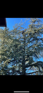 Photo de galerie - Coupe de la tête d’un cyprès en grimpant dans l’arbre 