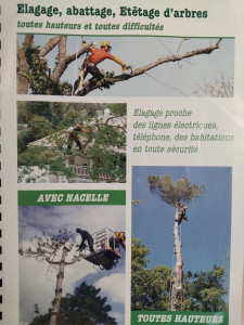 Photo de galerie - élagage, abattage, etêtage d'arbre