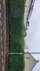 Photo de galerie - Après la taille