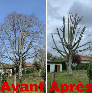 Photo de galerie - Élagage 