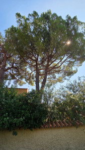 Photo de galerie - Elagage et coupe d'arbres