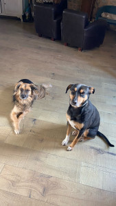 Photo de galerie - Nala et Kovu 