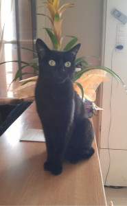 Photo de galerie - Garde chat