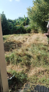 Photo de galerie - Tonte de pelouse - Débroussaillage