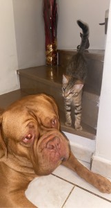 Photo de galerie - Anima, chien et chat