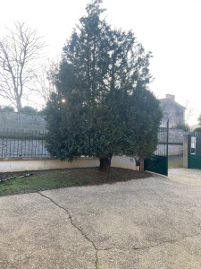 Photo de galerie - Abattage avant 