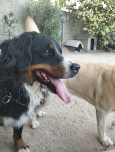 Photo de galerie - Garde chien