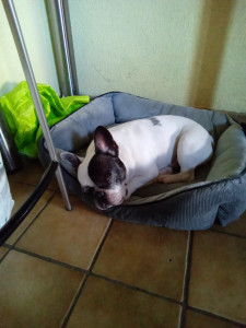 Photo de galerie - Garde chien