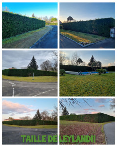 Photo de galerie - Taille de haies et d'arbustes