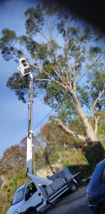 Photo de galerie - Elagage et coupe d'arbres