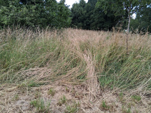 Photo de galerie - Herbes hautes 1000m2