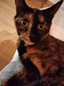 Photo de galerie - Chat trés gentil que j'ai gardé sur un autre site