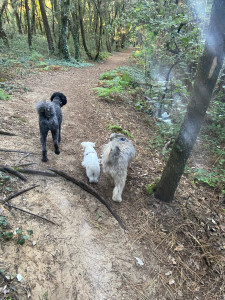 Photo de galerie - Garde animaux