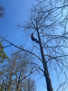 Photo de galerie - Elagage et diagnostic de vos arbres par des professionnels 