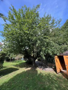 Photo de galerie - Avant l’élagage d’arbre