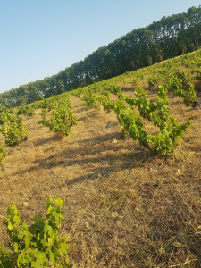 Photo de galerie - Tonte de pelouse - Débroussaillage