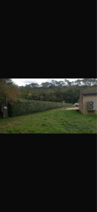 Photo de galerie - Taille de haie 