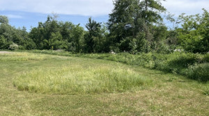 Photo de galerie - Tonte de pelouse - Débroussaillage