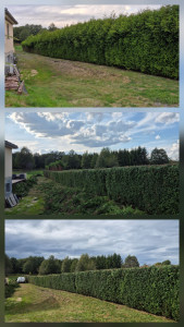 Photo de galerie - Taille de haies et d'arbustes