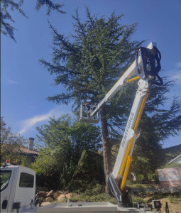 Photo de galerie - Élagage, coupe d’arbre