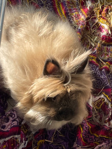 Photo de galerie - Visite à domicile 