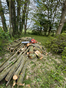 Photo de galerie - Elagage et coupe d'arbres