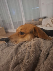 Photo de galerie - Garde chien