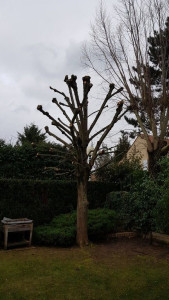 Photo de galerie - Élagage