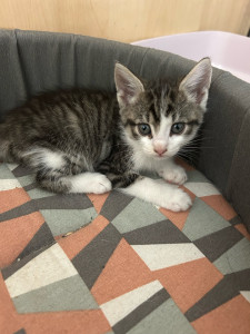 Photo de galerie - Voici un petit Chat que j’ai gardé pour les vacances et que ses maîtres ont été très content de ma prestation