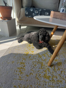 Photo de galerie - Loulou 