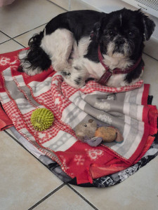 Photo de galerie - Moustique 