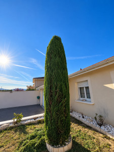 Photo de galerie - Taille architecturée du cyprès
