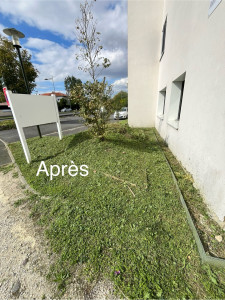 Photo de galerie - Tonte de pelouse - Débroussaillage