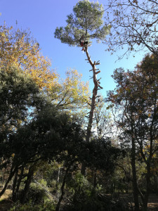 Photo de galerie - Abattage d'un pins de 13m par démontage.