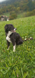 Photo de galerie - Garde chien