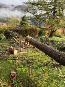 Photo de galerie - Abattage d’un sapin 