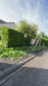 Photo de galerie - Taille haie 